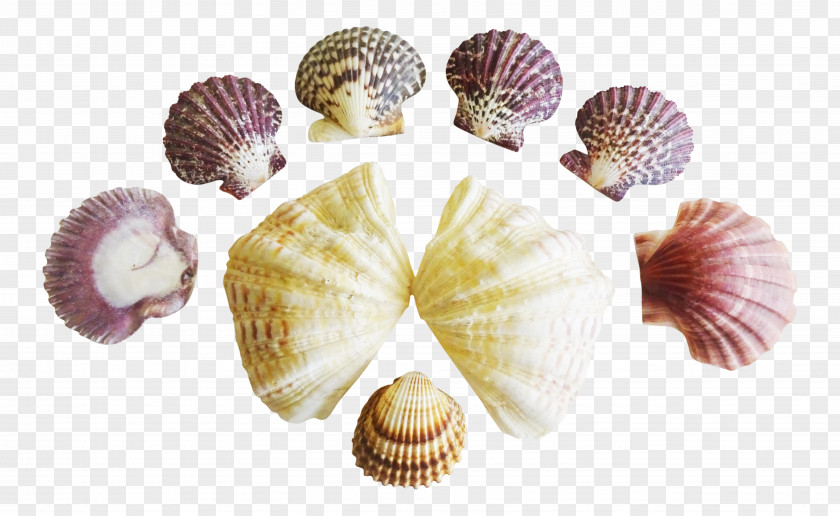 Seashell Cockle Clam Conchology PNG