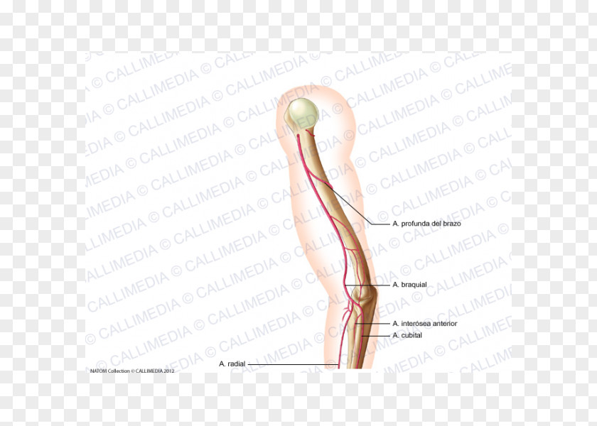 Thumb Hip Shoulder Human Leg Finger PNG leg Finger, others clipart PNG