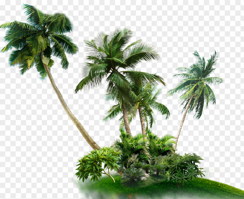 Coconut Palm Trees Asian Palmyra PNG