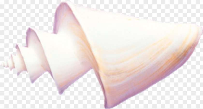 Conch Download Clip Art PNG
