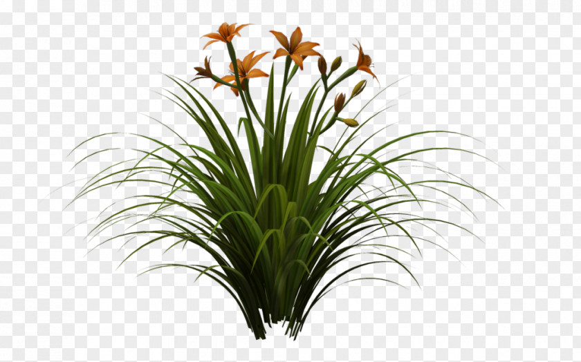 Lily Plant Lawn Daylily Garden Lilium PNG