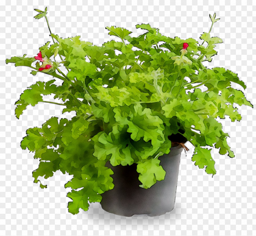 Parsley Coriander PNG