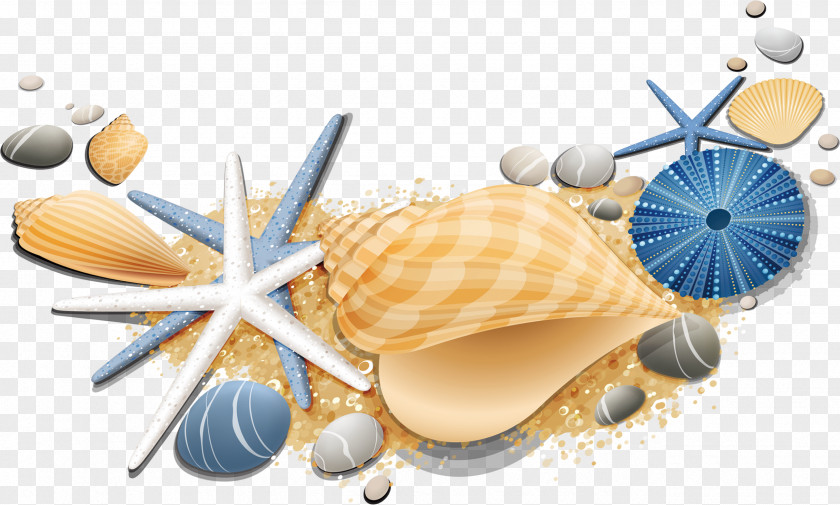 Starfish Seashell Conch PNG
