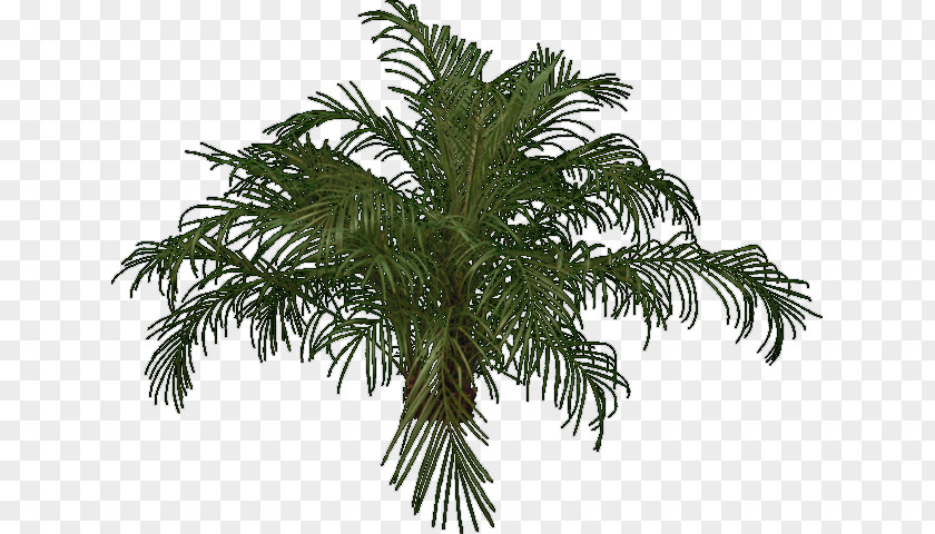 Tree Babassu Palm Trees Evergreen Fir PNG