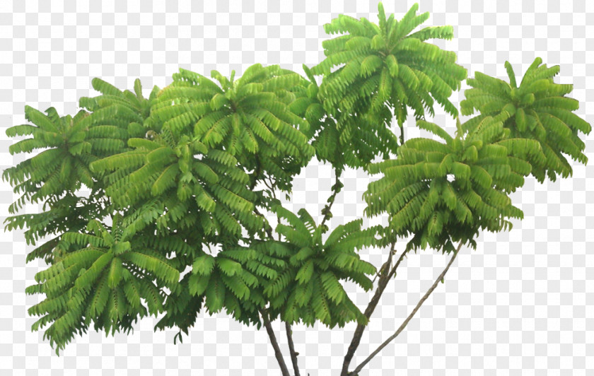 Tree Bilimbi Fruit Shrub PNG