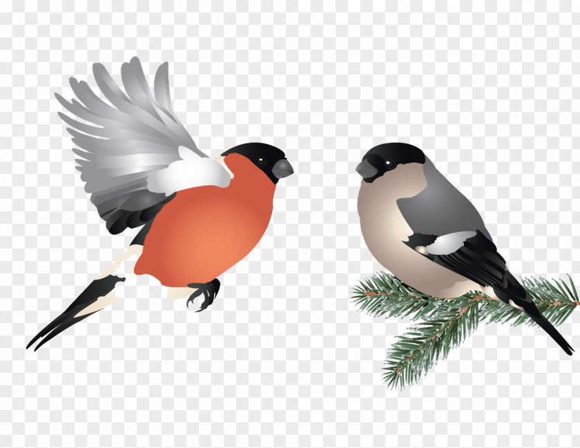 Two Birds Bird Flight Illustration PNG