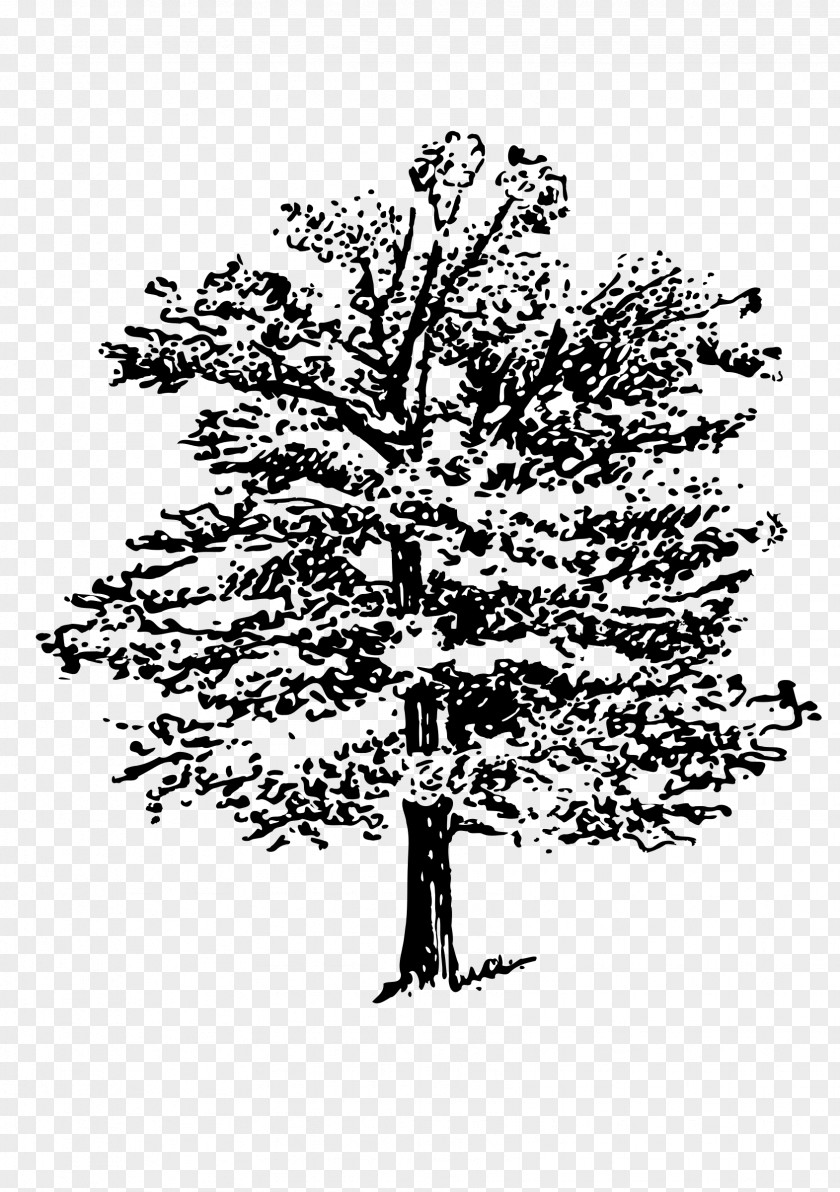 Black Tree Stencil Clip Art PNG