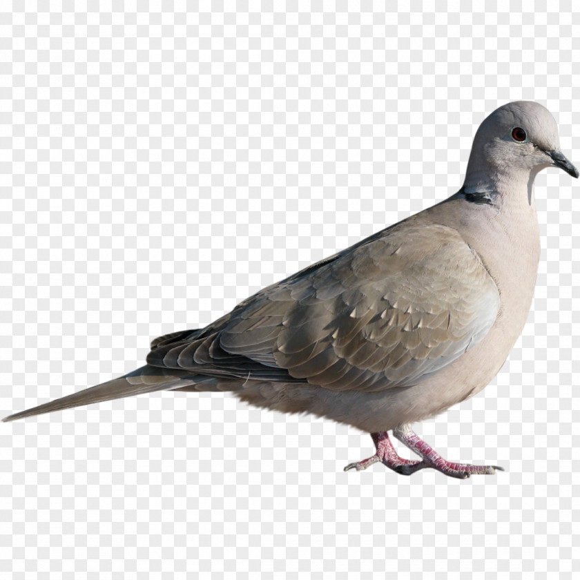 Dove Pigeon Creative Rock Columbidae Homing Bird Stock PNG