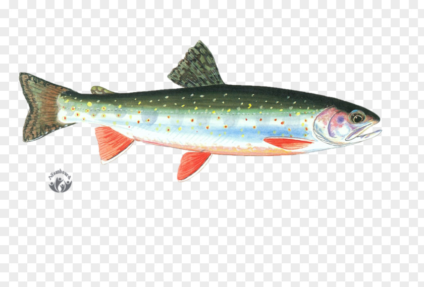 Fish Coastal Cutthroat Trout Desktop Wallpaper Meat PNG