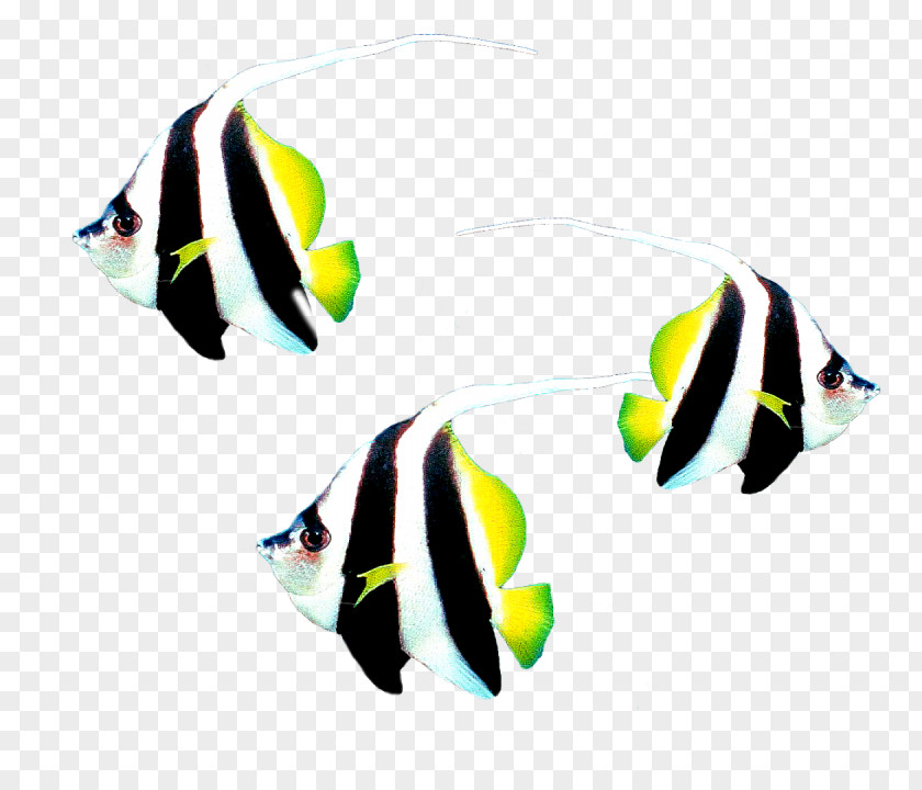 Gold Fish Digital Image Clip Art PNG