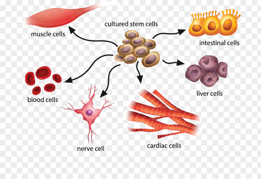 Eukaryotic Cell Adult Stem Stem-cell Therapy Controversy PNG