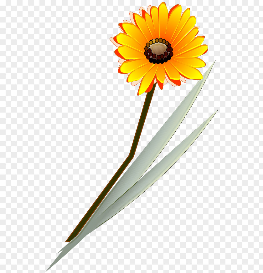 Floral Design PNG