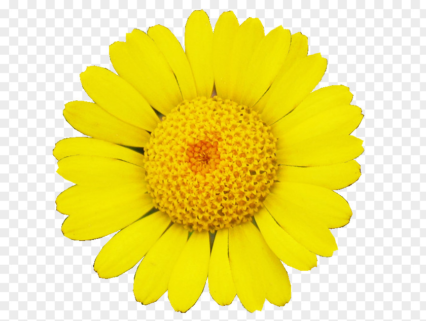 Margarita Common Sunflower Transvaal Daisy Family Cut Flowers PNG