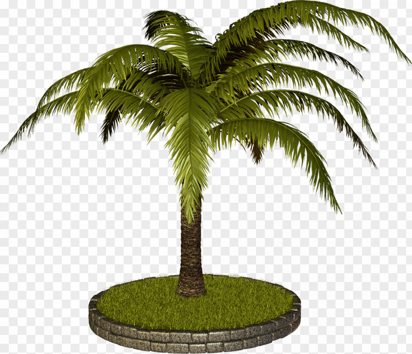 Palm Tree PhotoScape Desktop Wallpaper GIMP Clip Art PNG