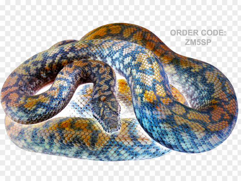 Snake Rattlesnake Boa Constrictor Hognose Reptile PNG