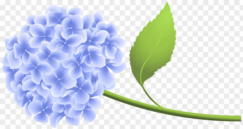 Blue Hortensia Clip Art Hydrangea PNG