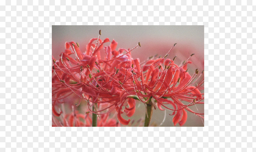 Red Spider Lily Surprise Bulb Lilium Crinum PNG