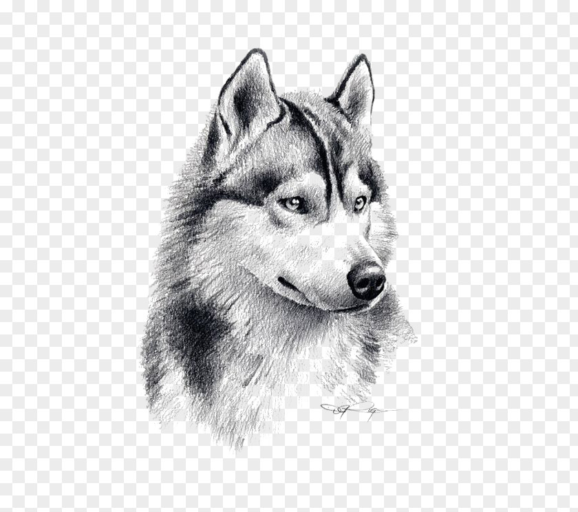 Sketch Wolf Siberian Husky Puppy Drawing Pencil Art PNG