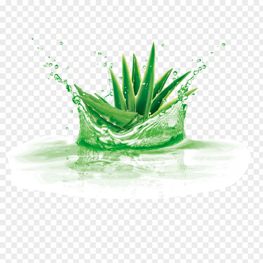 Aloe Vera Plant Gel PNG