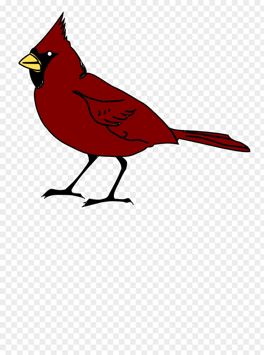 Bird St. Louis Cardinals Clip Art PNG