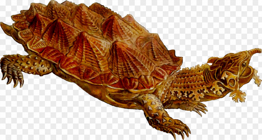 Box Turtles Common Snapping Turtle Tortoise M PNG
