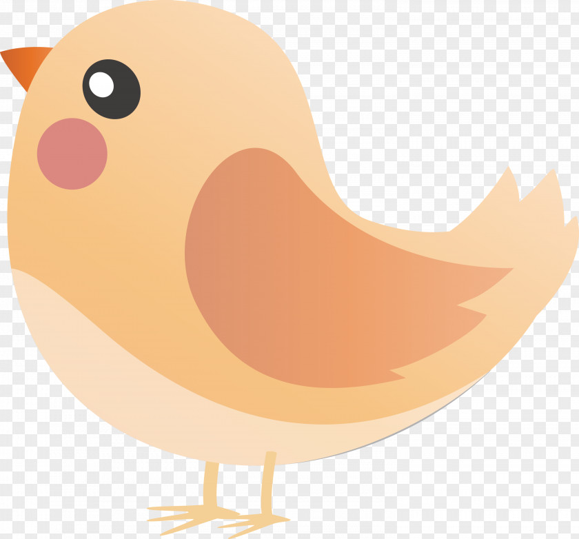 Chicken Ducks Birds Water Bird Beak PNG