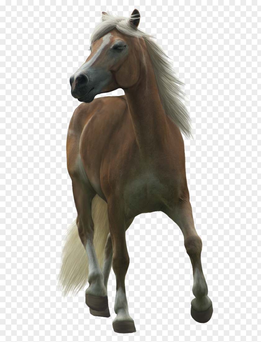 Horse Painted Icon,Steed Haflinger Shetland Pony Clip Art PNG