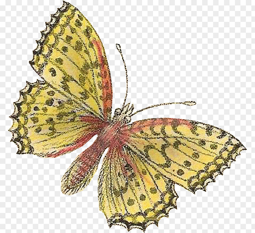 Monarch Butterfly Clouded Yellows Moth Insect PNG