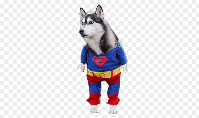 Superman Huskies Siberian Husky Clark Kent Pet PNG