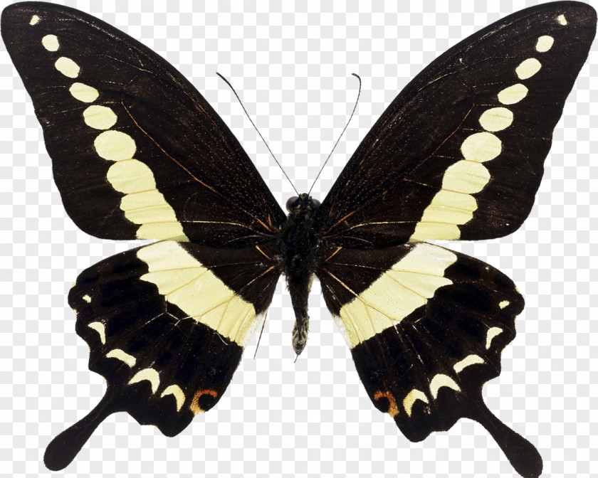 Butterfly Swallowtail Insect Papilio Demolion Maackii PNG