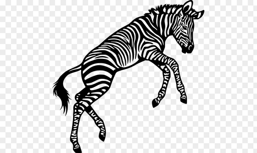 Coloring Book Tail Zebra Cartoon PNG
