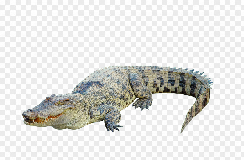 Crocodile Pictures Clip Photography PNG