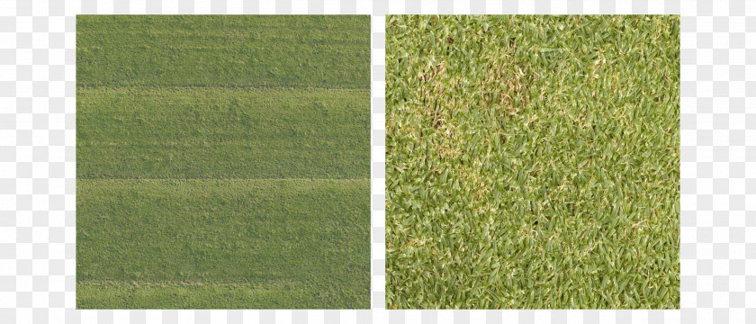 Grass Lawn Green Grasses Angle Minute PNG