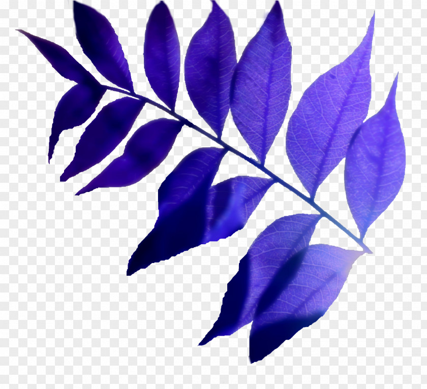 Leaf PNG