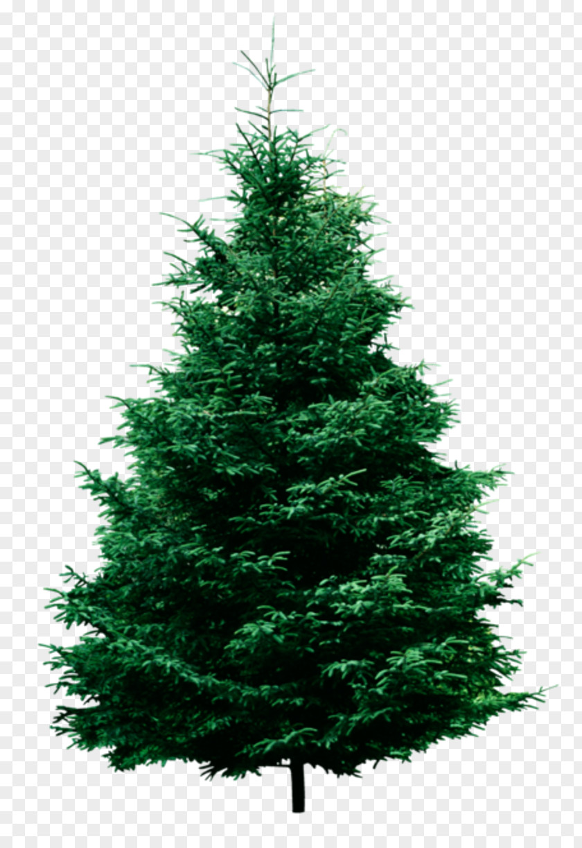 Christmas Tree Fraser Fir Pine Clip Art PNG