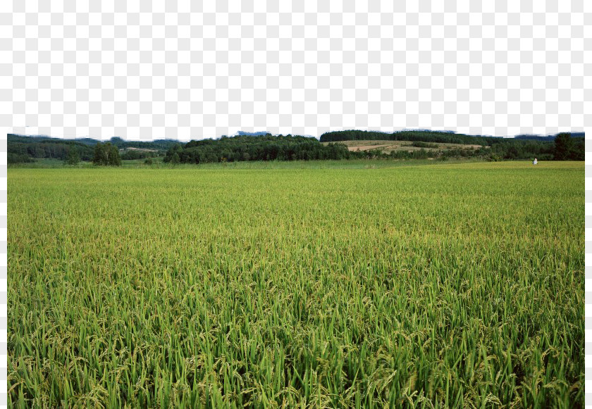 Green Rice Paddies Cereal Paddy Field Harvest PNG