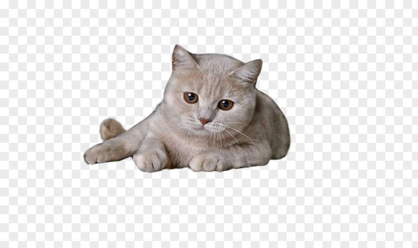 Lazy Cat British Shorthair Kitten Clip Art PNG