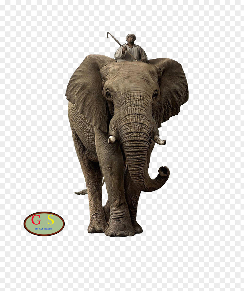 Lion African Bush Elephant Elephantidae Addo National Park Desktop Wallpaper PNG