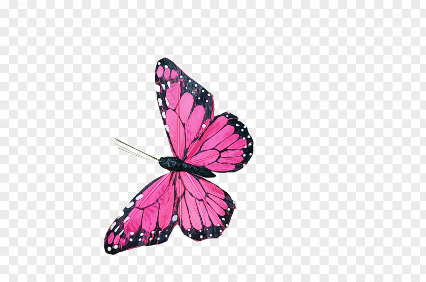 Magenta Plant Watercolor Butterfly Background PNG