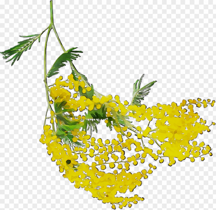 Mustard Yellow Flowering Plant Fruit Mimosa PNG