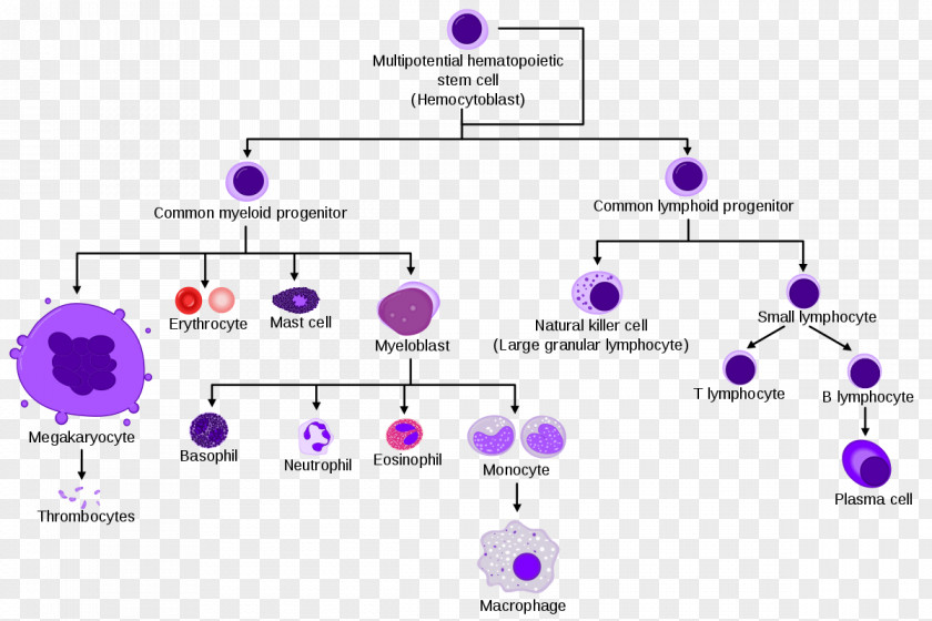 Pathway White Blood Cell Type Red PNG