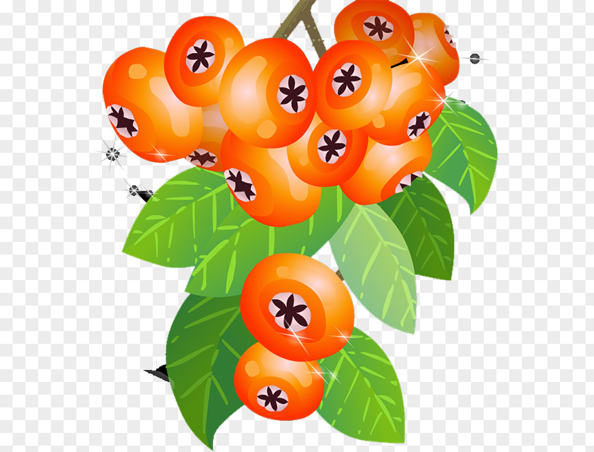 Persimmon Orange Food Fruit Vegetable PNG