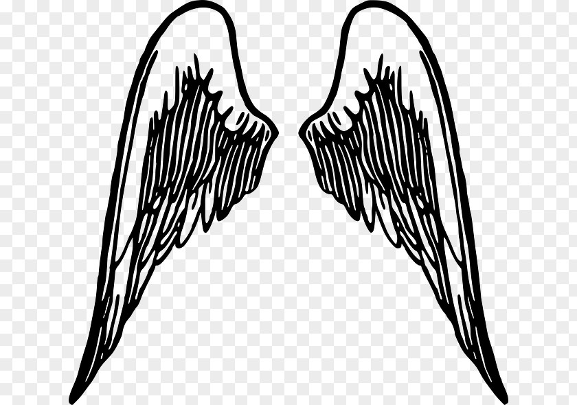 Angel Feathers Drawing Clip Art PNG