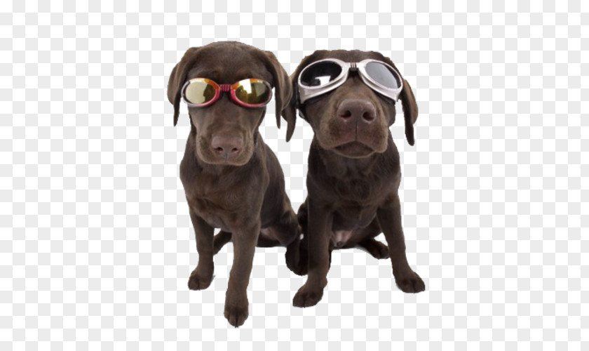 Dog Doggles Laughing Day Care Eyewear Goggles PNG