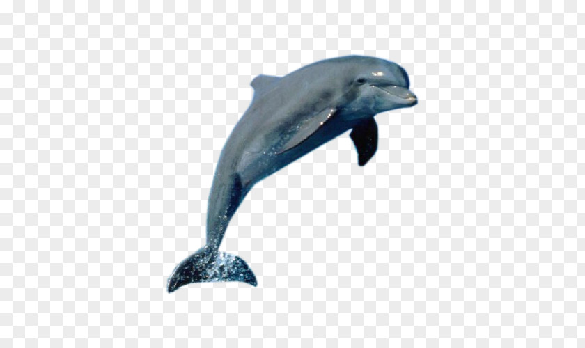 Dolphin Show La Plata Killer Whale Cetacea PNG