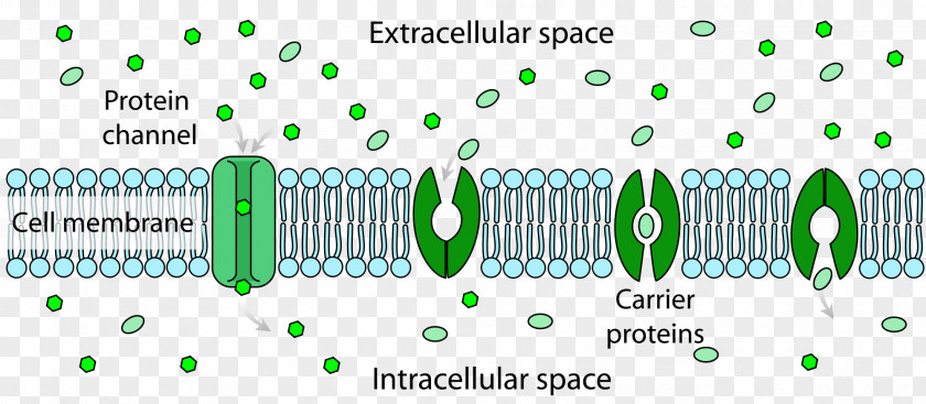 Facilitated Diffusion Passive Transport Biological Membrane PNG