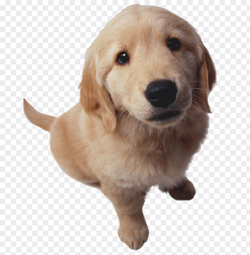 Golden Retriever Dog Beagle Cat Nosebleed Puppy PNG