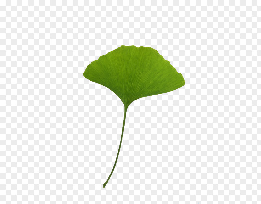 Leaf Ginkgo Biloba Download Clip Art PNG