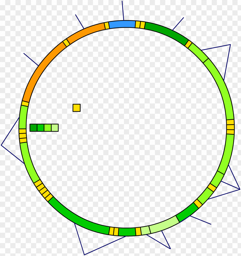 Mitochondrion Mitochondrial DNA Nuclear Genetics PNG