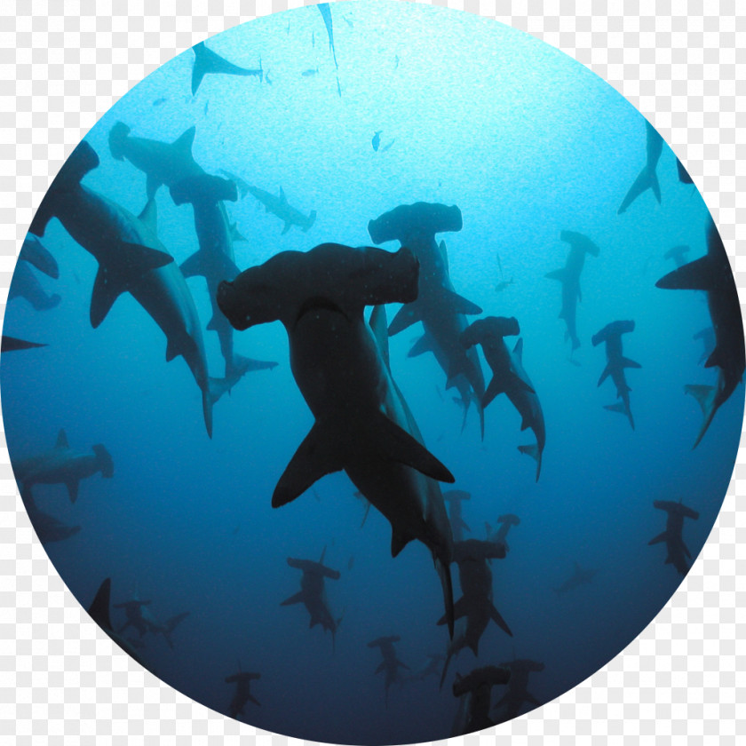 Shark Scuba Diving Wall Decal Liveaboard Great Hammerhead PNG